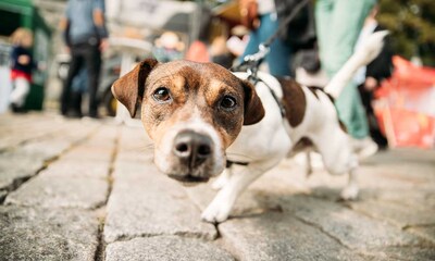 Plan navideño: viaja con tu mascota a ciudades 'pet friendly'