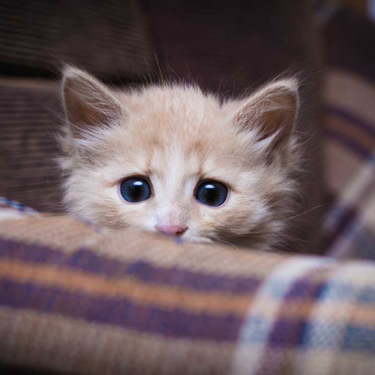 Estas son las fobias primarias que más afectan a los gatos