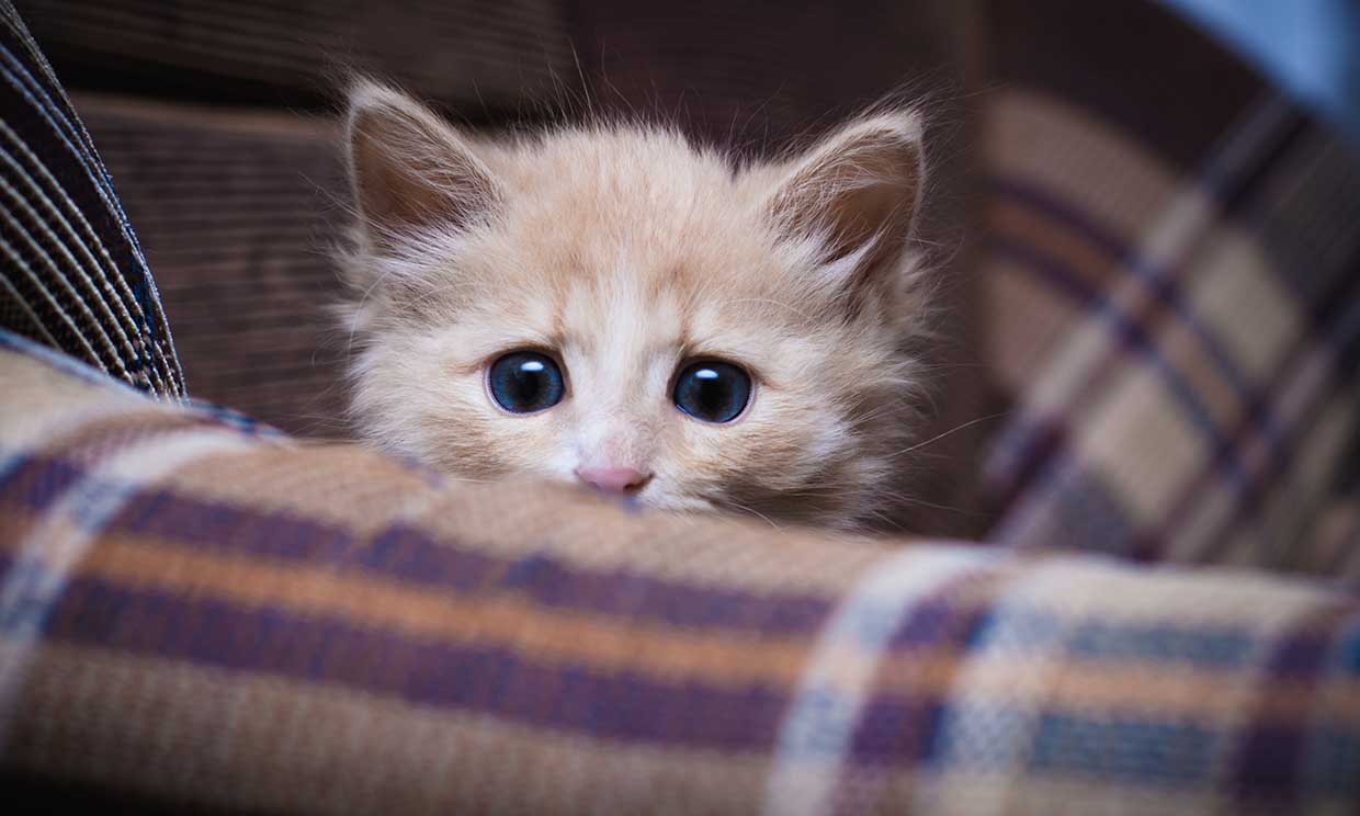 Estas son las fobias primarias que más afectan a los gatos