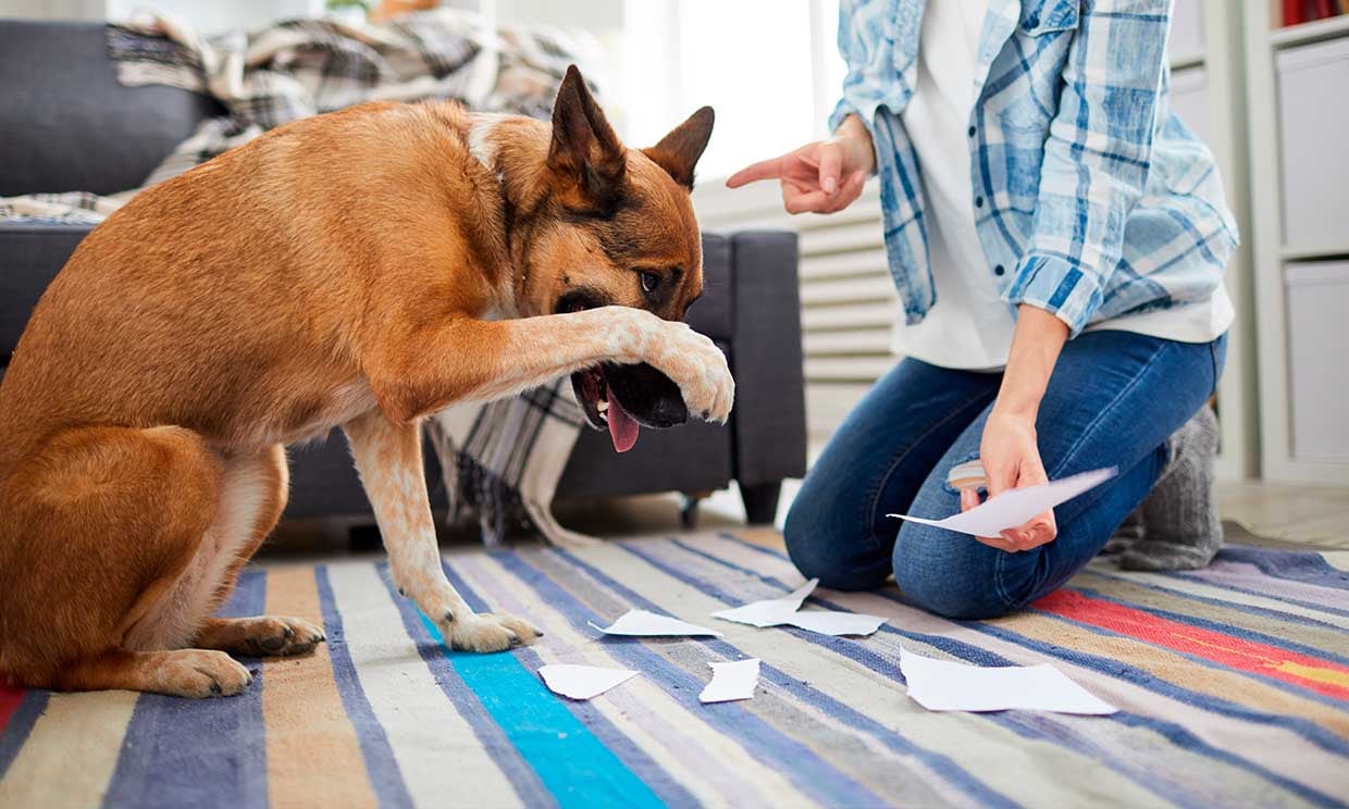 Descubre qué significan estos comportamientos de tu perro