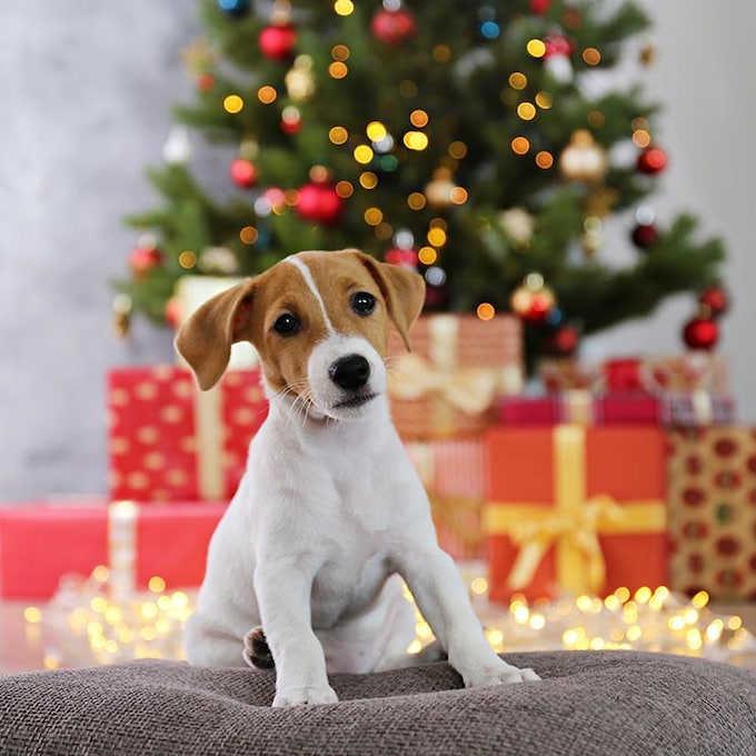 Razas de perro que no debes regalar en Navidad 