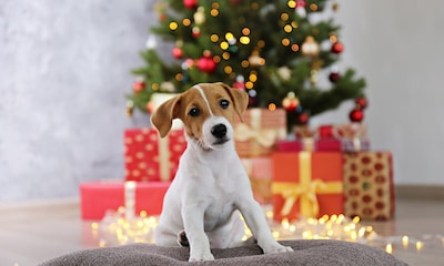 Razas de perro que no debes regalar en Navidad