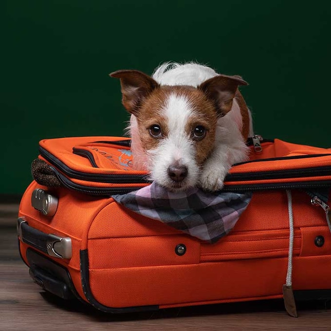 Consejos para viajar en avión con tu perro