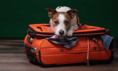 Consejos para viajar en avión con tu perro