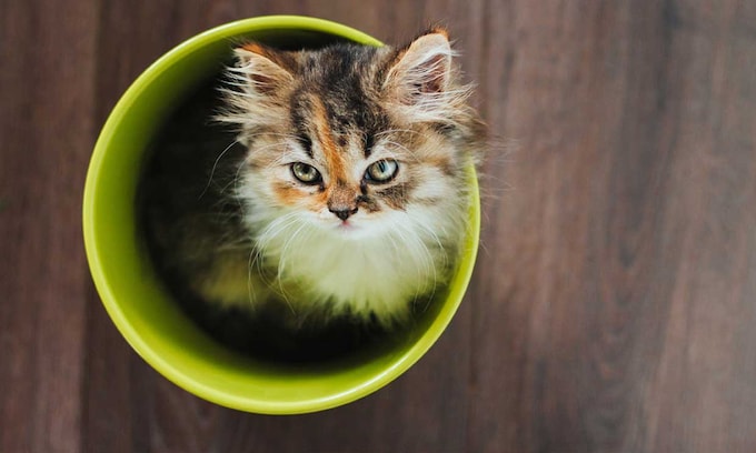 ¿Tu gato prefiere el tiesto de tus plantas a su arenero? 