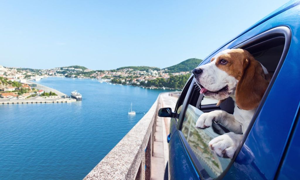 ¿Sabes cuál es el mejor destino turístico de España para viajar con perros?