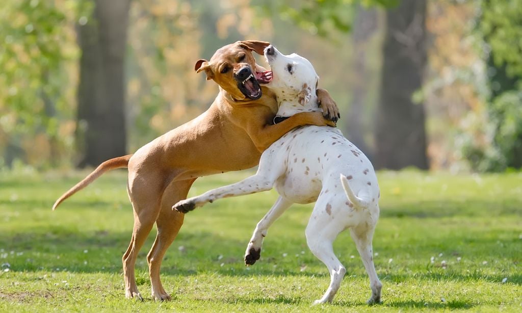 ¿Quien paga la factura del veterinario cuando dos perros se pelean?