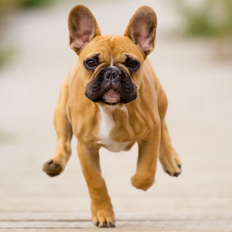 El bulldog, la raza de perro que conquistará tu corazón 