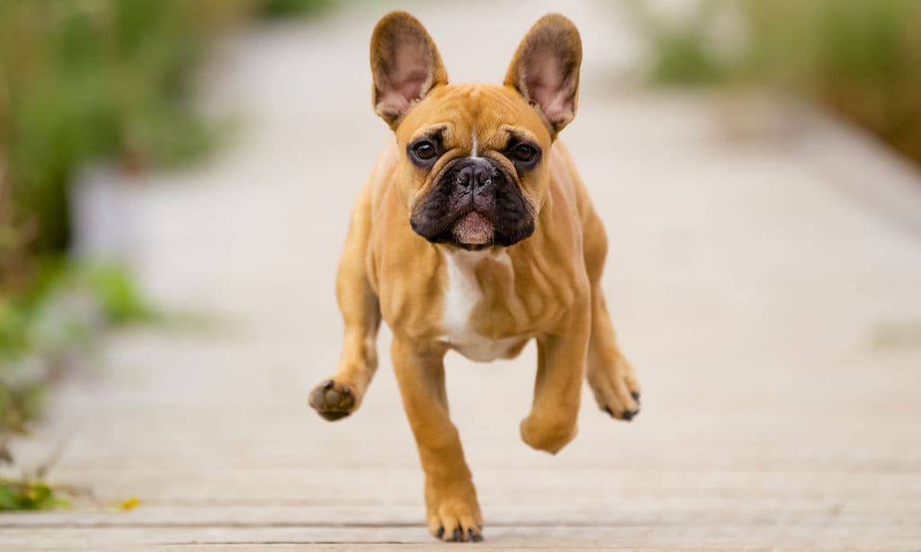 El bulldog, la raza de perro que conquistará tu corazón
