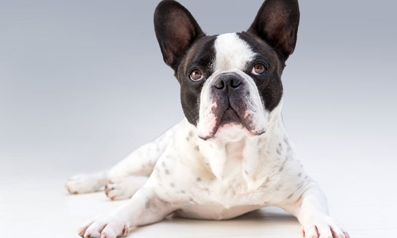 Maturi Tarjeta De Felicitación En Blanco Con Imagen De Perro Bulldog Francés