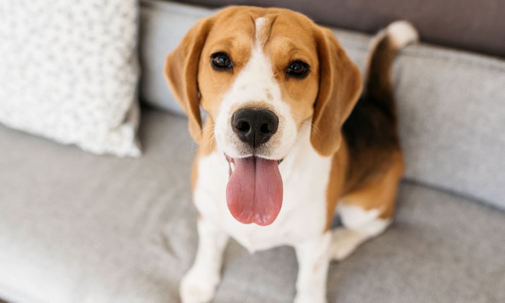 Razas de perro: el beagle, un adorable cazador para estar en casa