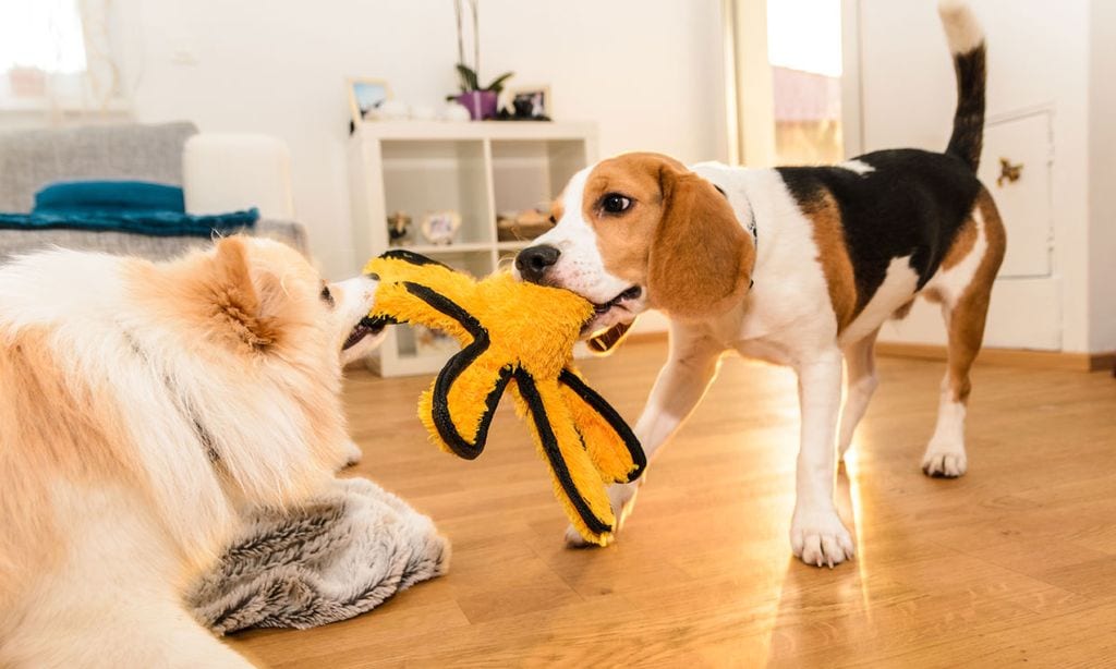 ¿Qué hacer si mi perro es agresivo?