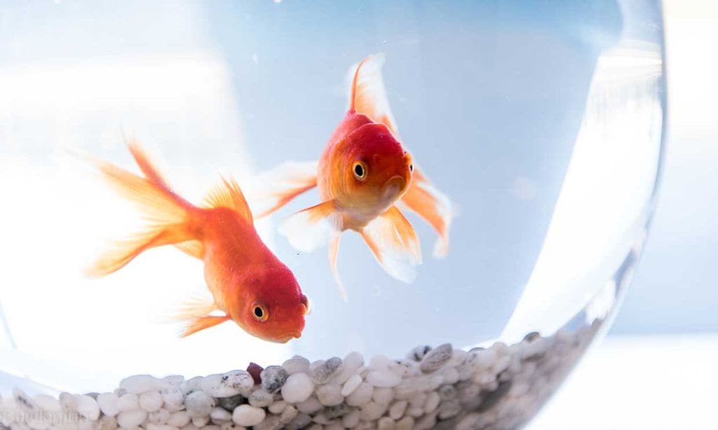 Todo lo que debes saber para tener un goldfish en casa como mascota