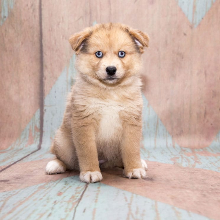 Razas de perro mestizo: la mejor para adoptar 