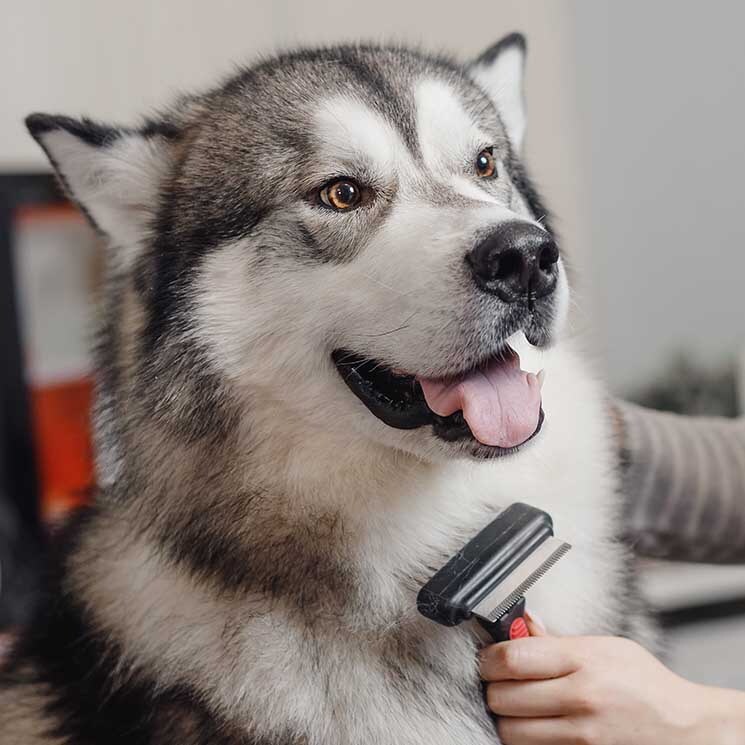 Consejos para que el pelaje de tu perro se mantenga sano y precioso