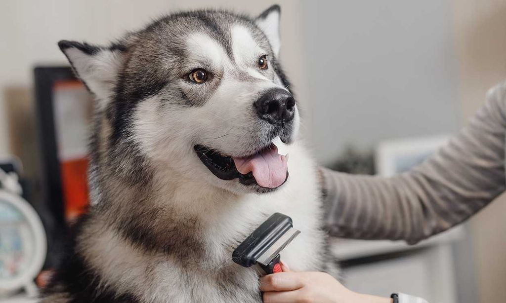 Consejos para que el pelaje de tu perro se mantenga sano y precioso