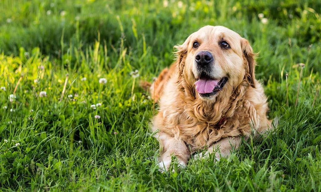 Los perros mayores tienen mucho que enseñarnos