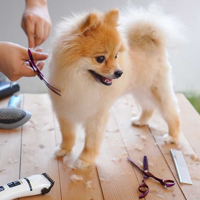 Cuidado con los cortes de pelo caninos en invierno