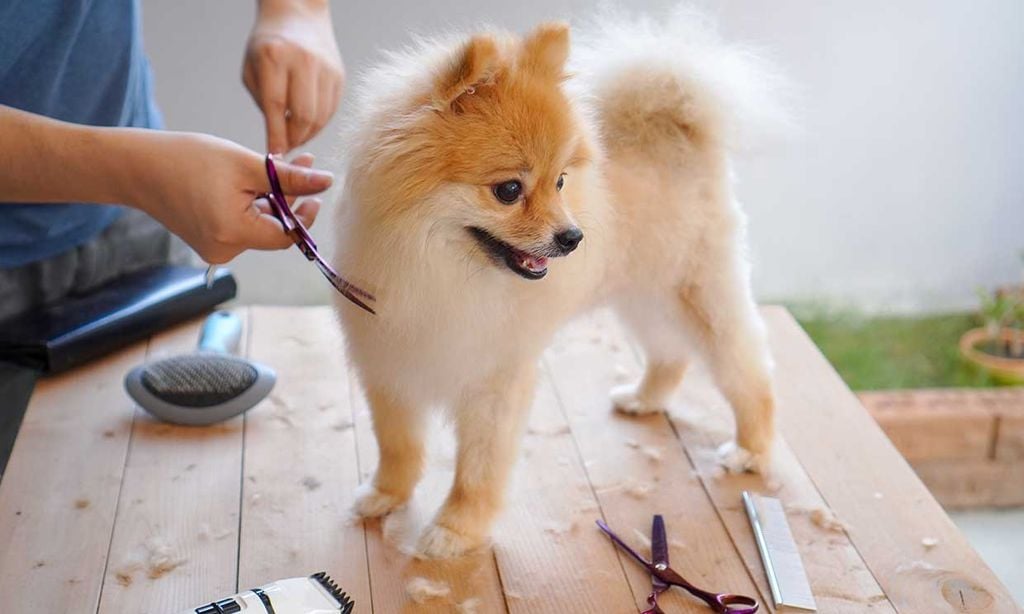 Cuidado con los cortes de pelo caninos en invierno