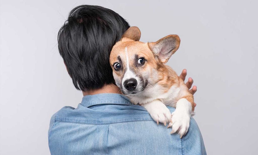 ¿A qué le tiene miedo tu perro?