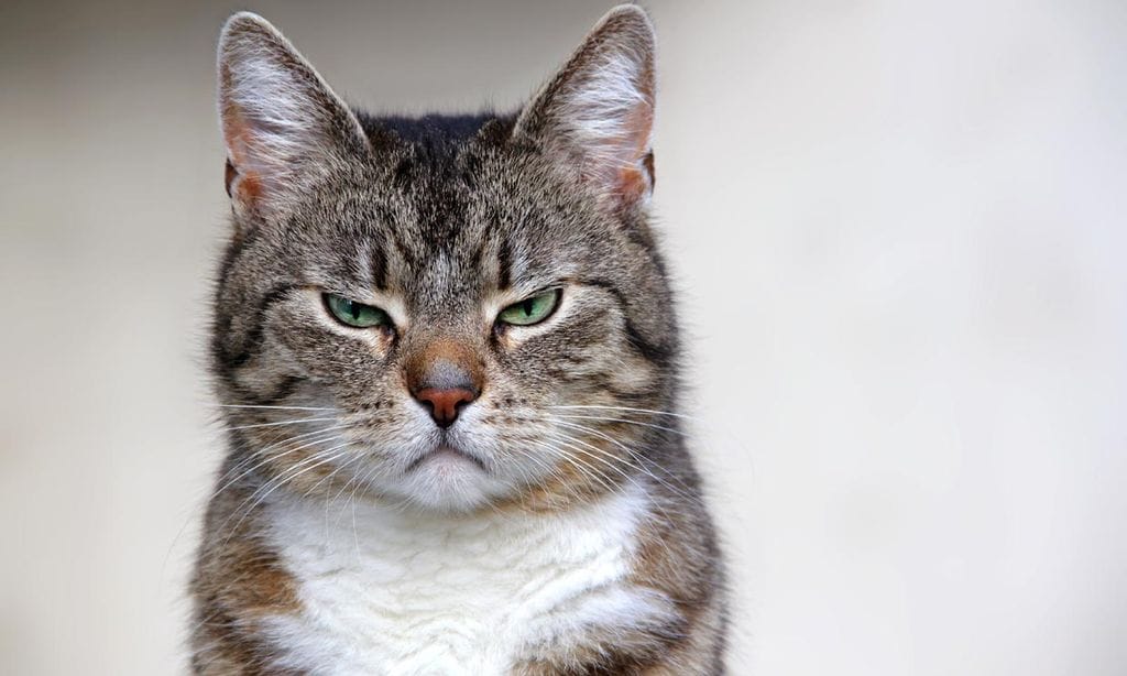 Descubre si tu gato siente dolor observando sus bigotes, la mirada y otras expresiones faciales