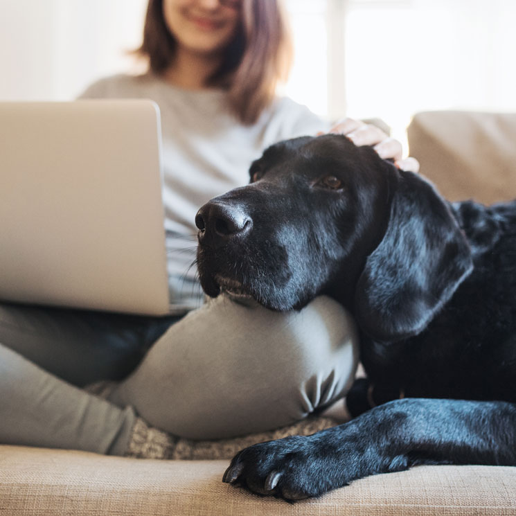 Razas de perro que soportarán mejor el encierro en casa 