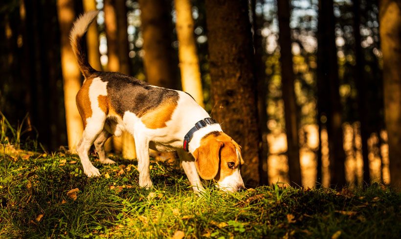 oruga procesionaria perros