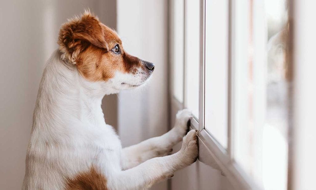 ¿Qué puede ocurrirle a nuestra mascota si no la sacamos a pasear?