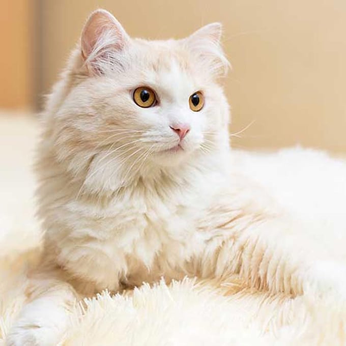 ¿En qué se diferencian un gato angora y un persa?