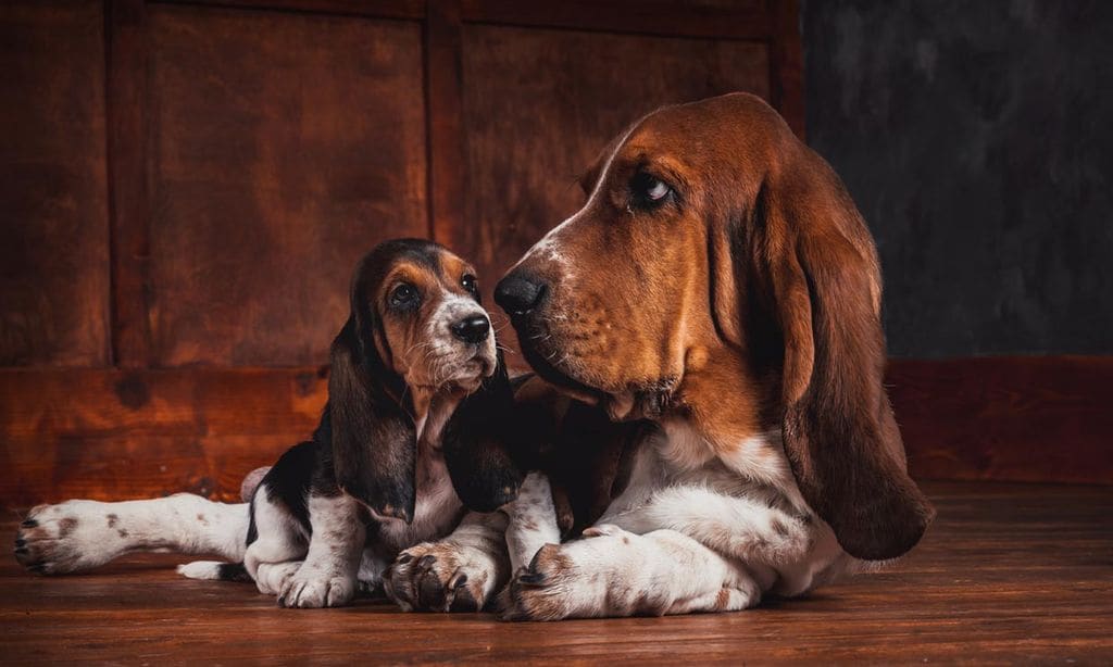 Razas de perro con orejas largas: ¿cómo evitar infecciones?