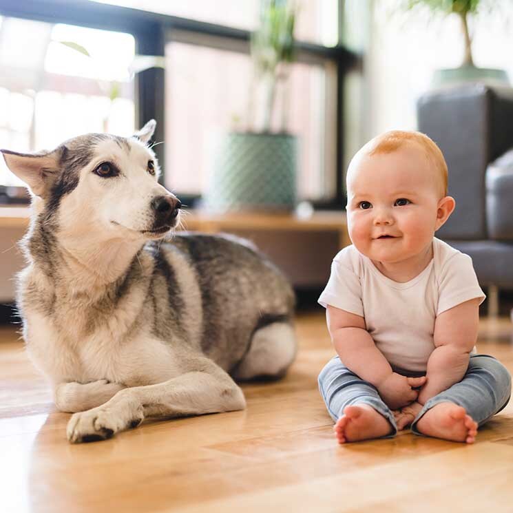 Razas de perros que pueden ser un problema si hay niños en casa 