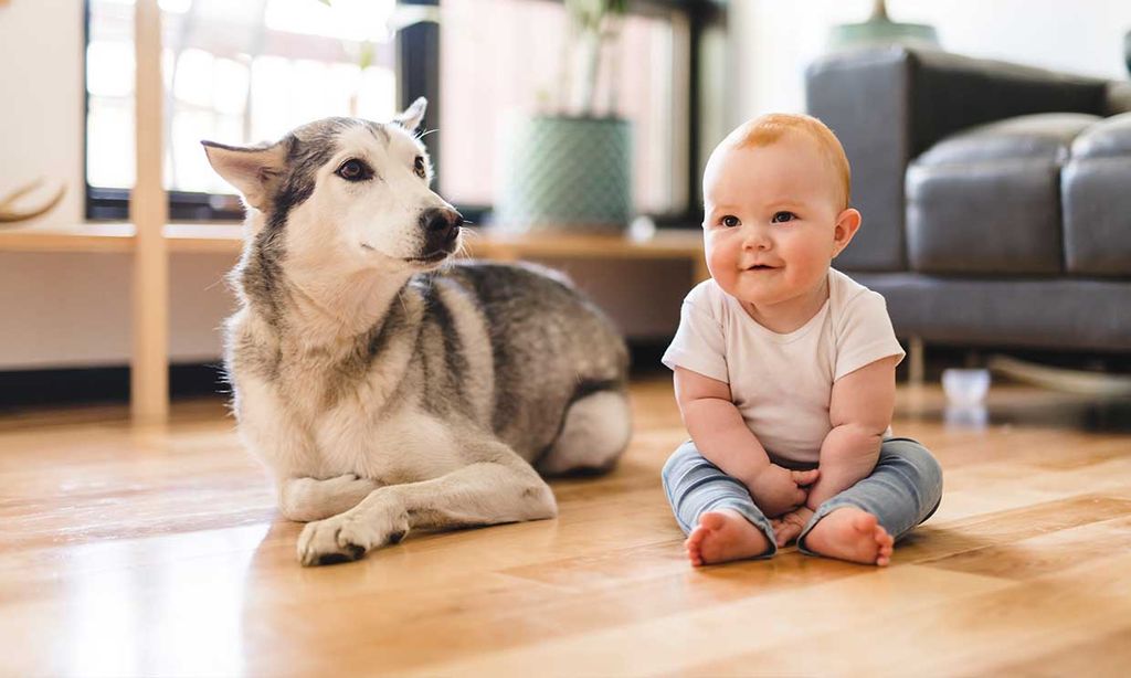 Razas de perros que pueden ser un problema si hay niños en casa