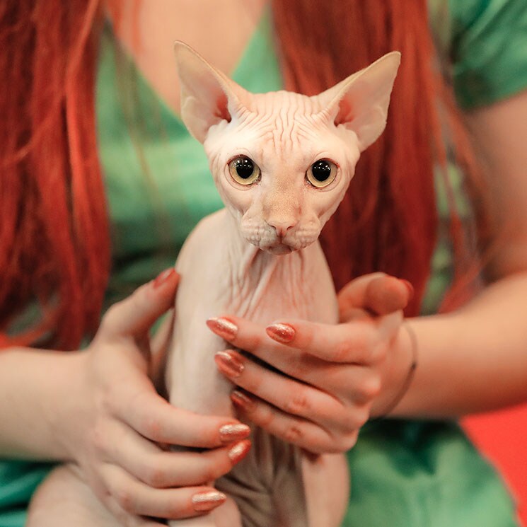 Xherdan, el gato más 'arrugadito' del mundo se convierte en viral