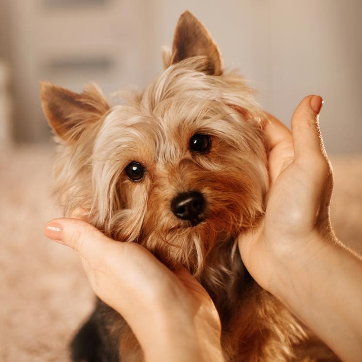 Las razas de perro más recomendables para personas con ansiedad