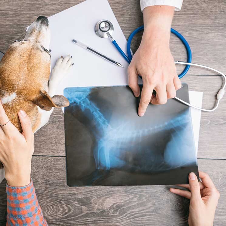 Ejercicios para perros que tienen problemas en las caderas