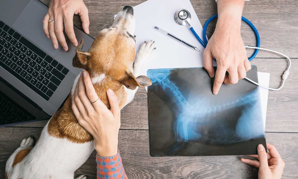 Ejercicios para perros que tienen problemas en las caderas