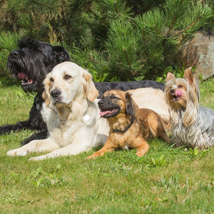 Perros 'esponjosos' a los que siempre gusta abrazar (y ahora más que nunca)