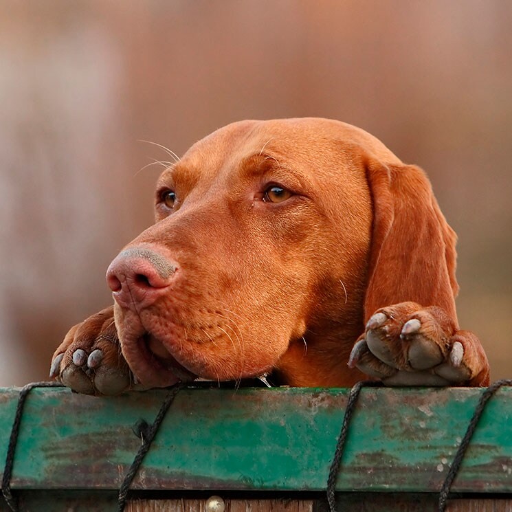 Los refugios de animales, al borde del colapso