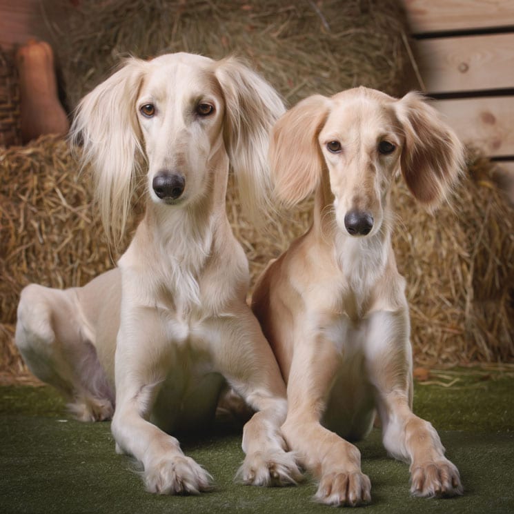 Estas son las razas de perro más antiguas 