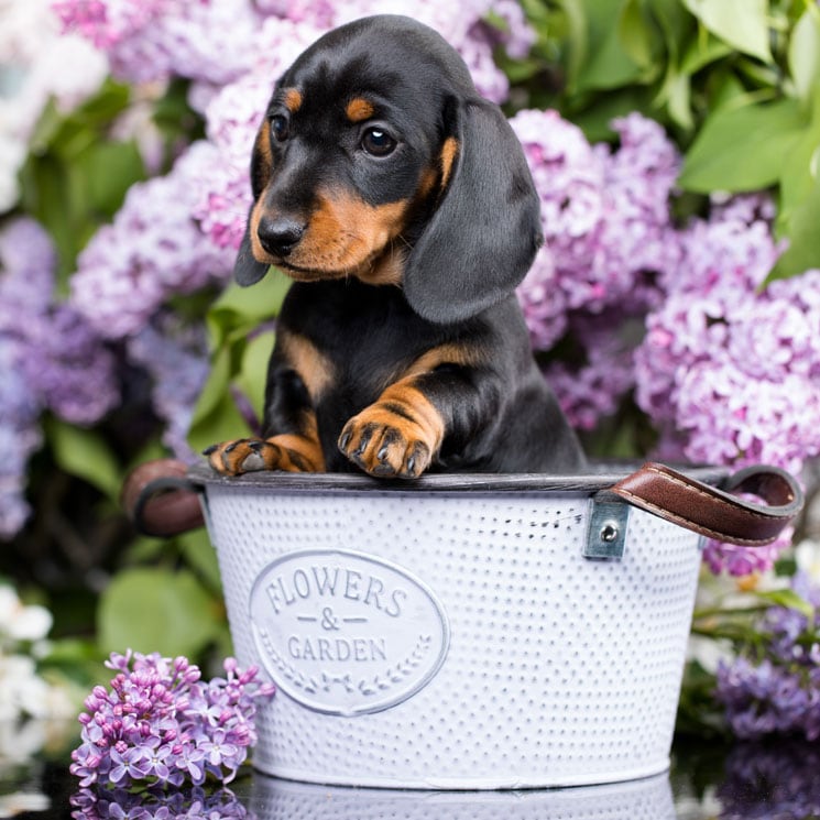 Razas de perro pequeños: el teckel, un cazador en miniatura 