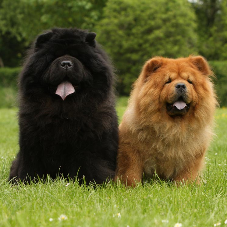 El chow chow, un curioso perro que presume de lengua azul