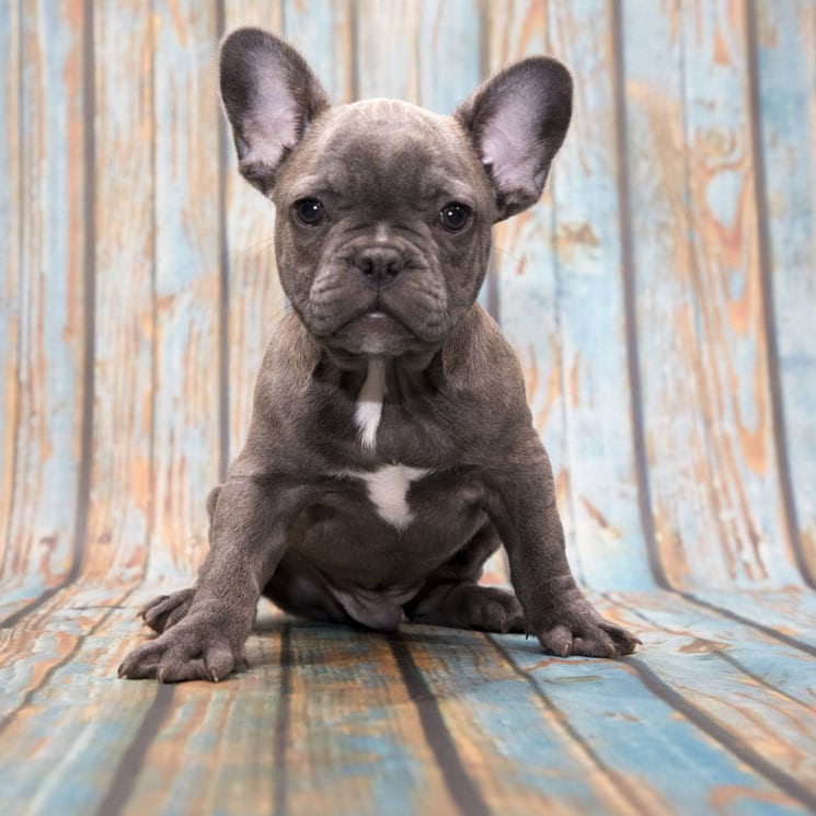 El bulldog francés o 'frenchie': características, personalidad y cuidados