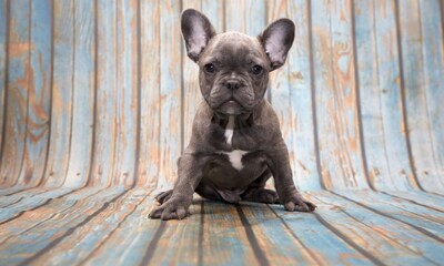 El bulldog francés o 'frenchie': características, personalidad y cuidados