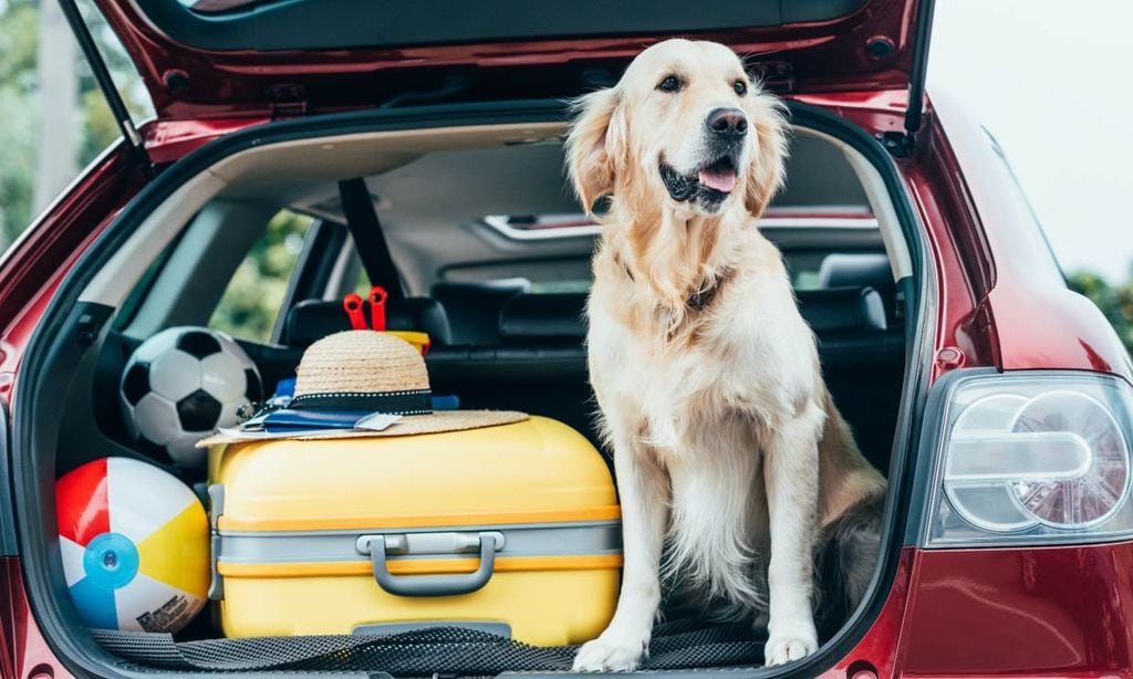 Todo lo que debes tener en cuenta a la hora de viajar con tu mascota
