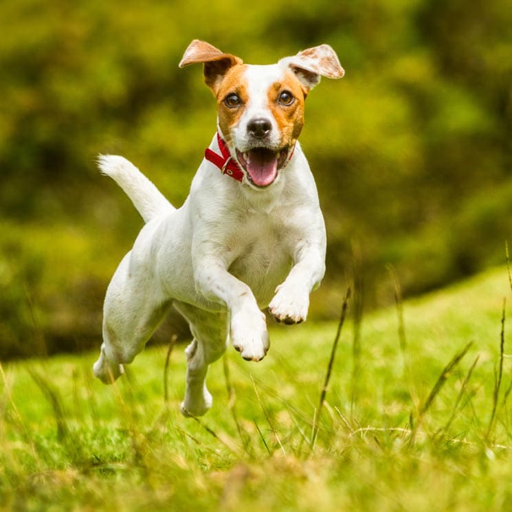 ¡No paran! Así son las razas de perro más inquietas