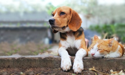 Filariosis, una enfermedad que afecta a los perros y gatos de nuestro país