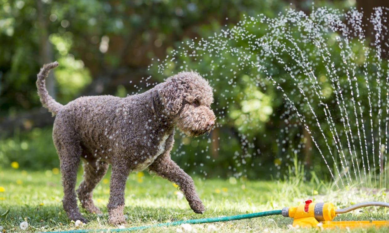 perro jugando con el agua