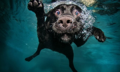 ¡Al agua perros! Estas son las razas que adoran el agua
