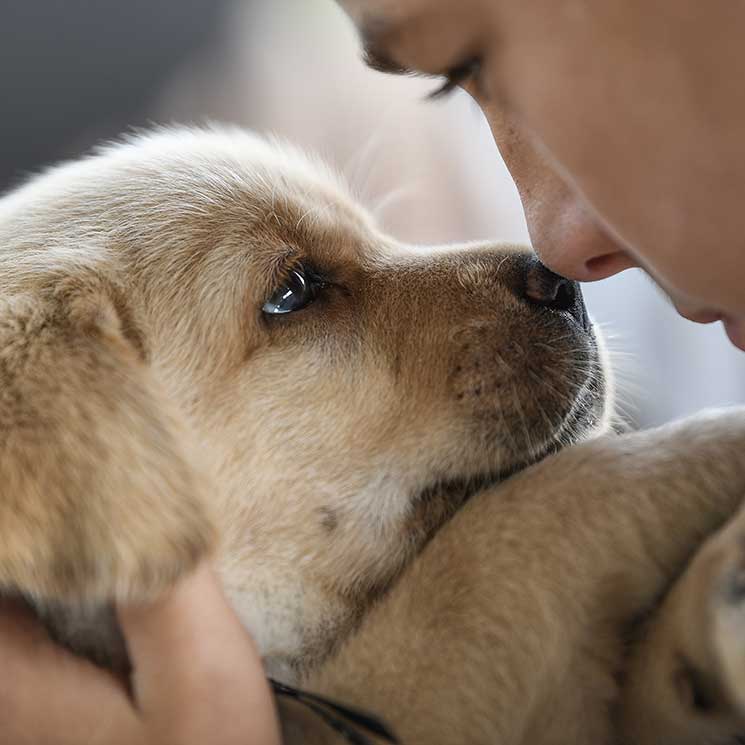 Las 10 razas de perro más solicitadas del mundo