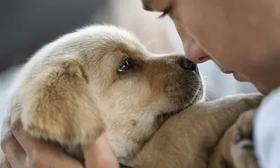 Las 10 razas de perro más solicitadas del mundo